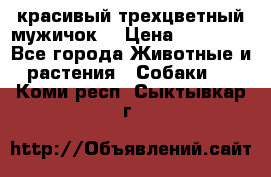красивый трехцветный мужичок  › Цена ­ 10 000 - Все города Животные и растения » Собаки   . Коми респ.,Сыктывкар г.